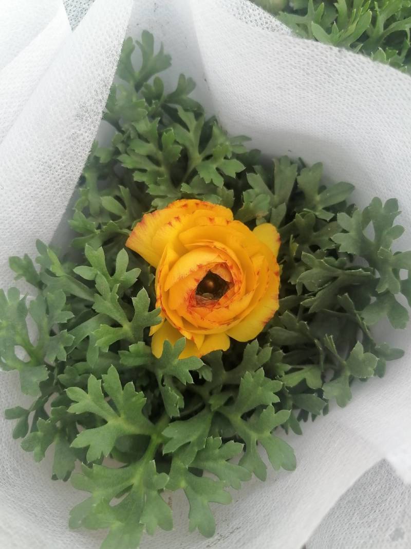 芹叶牡丹，花毛茛春季盆栽花卉花期长好管理