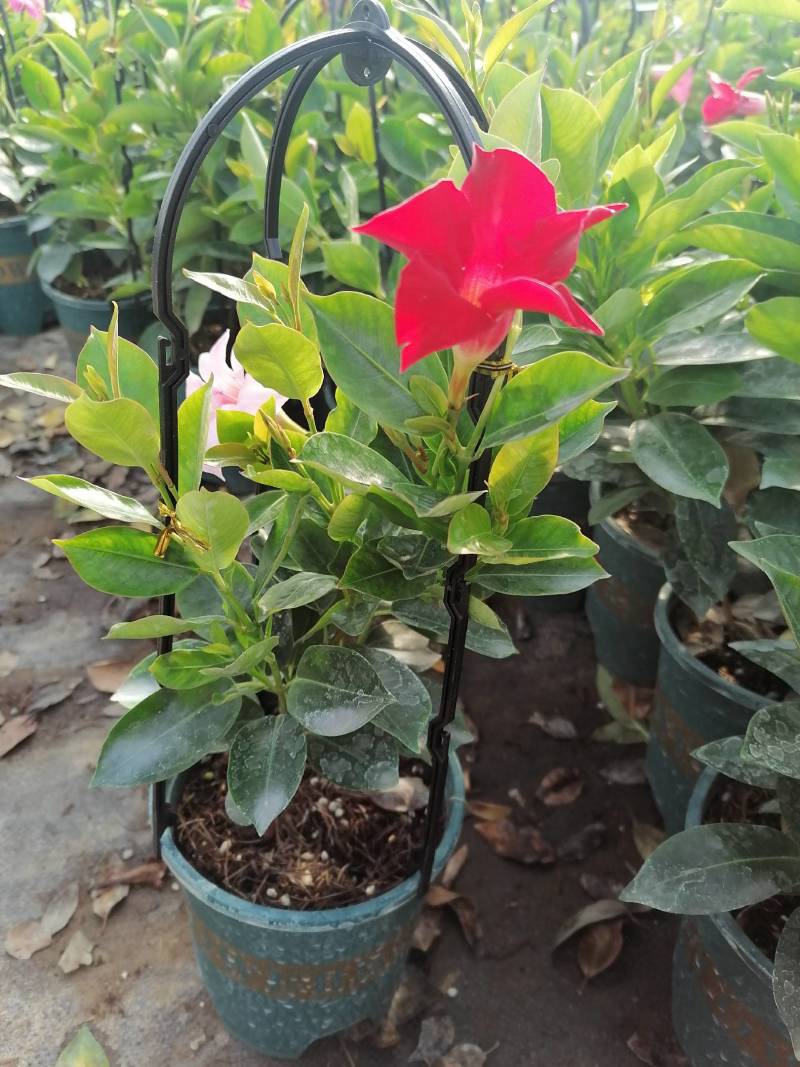 芹叶牡丹，花毛茛春季盆栽花卉花期长好管理