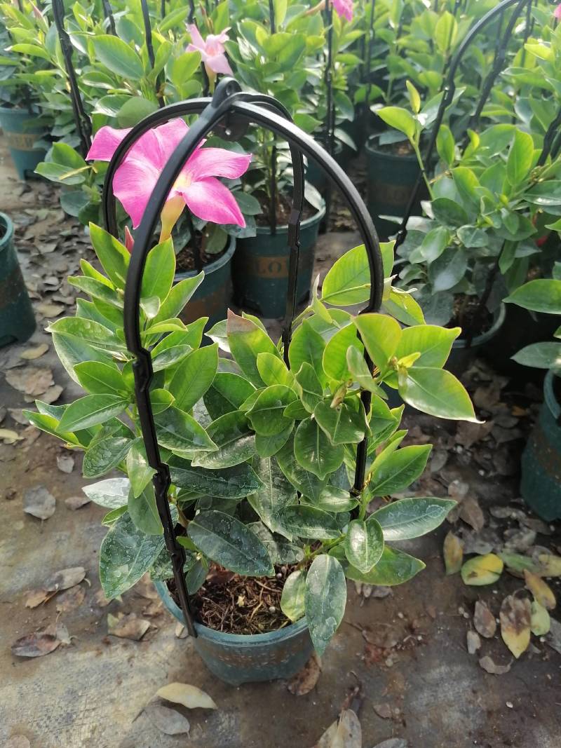 芹叶牡丹，花毛茛春季盆栽花卉花期长好管理