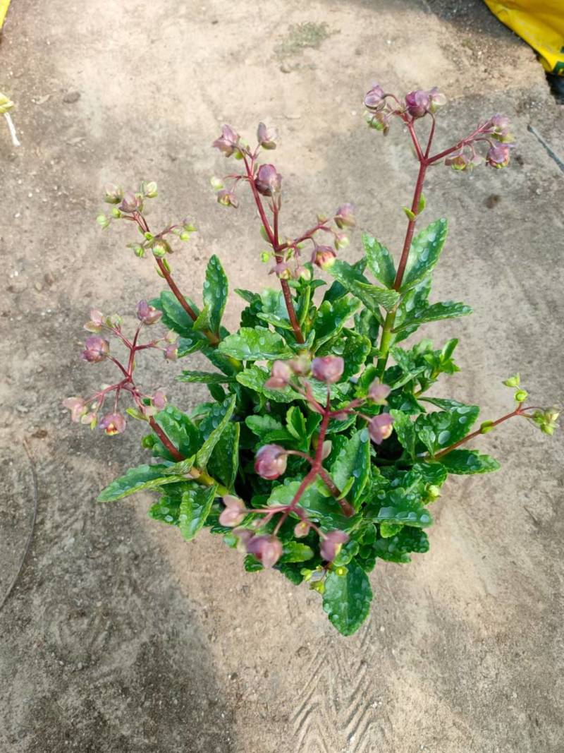 芹叶牡丹，花毛茛春季盆栽花卉花期长好管理