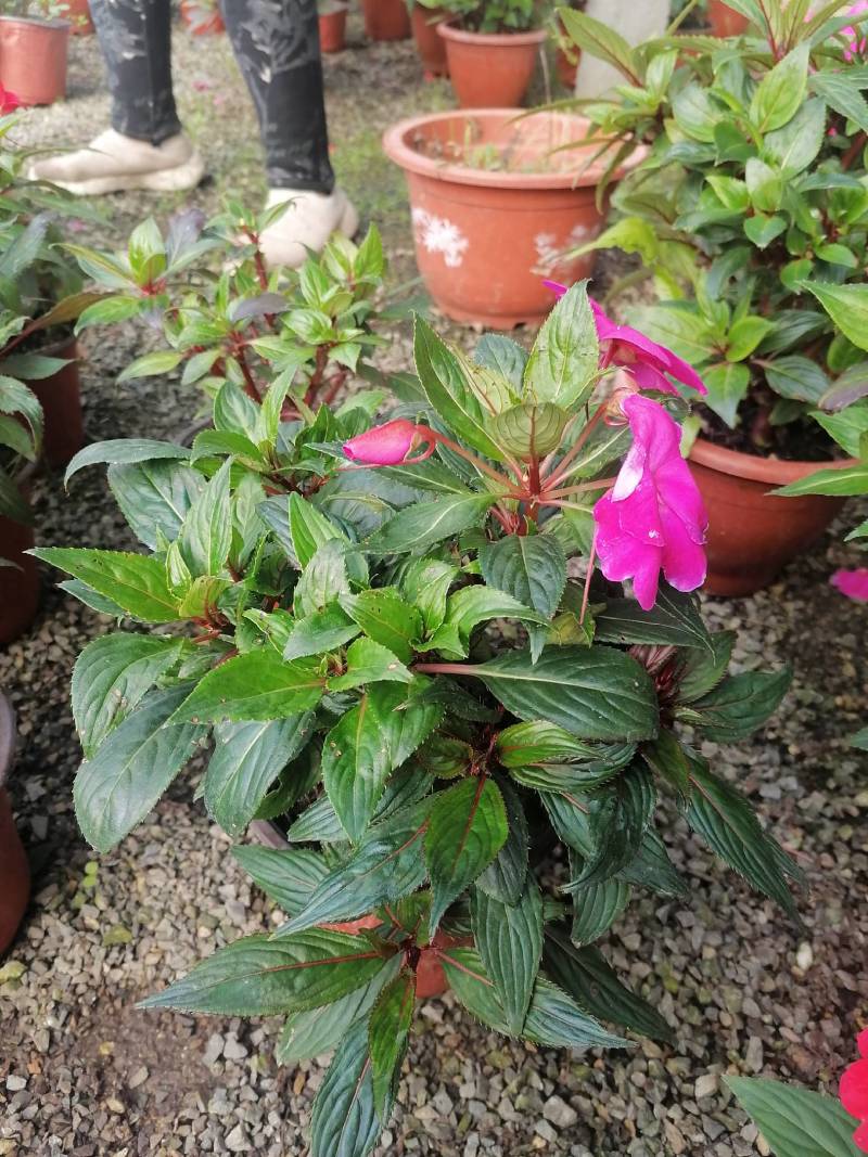芹叶牡丹，花毛茛春季盆栽花卉花期长好管理