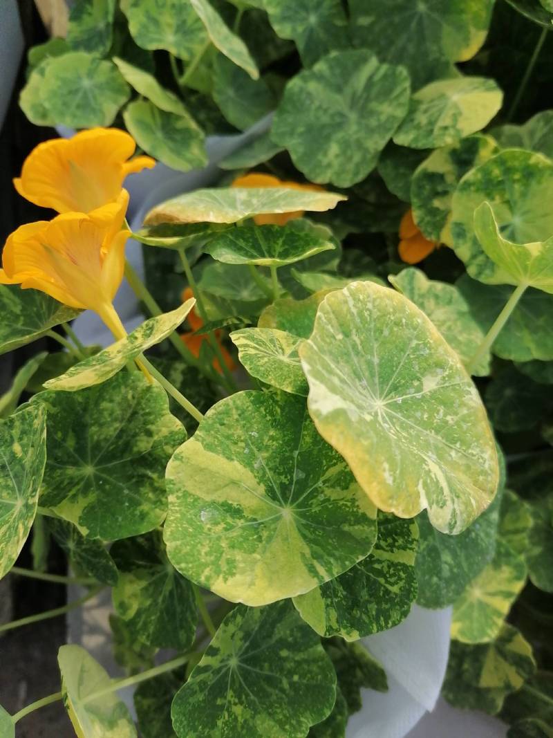 芹叶牡丹，花毛茛春季盆栽花卉花期长好管理