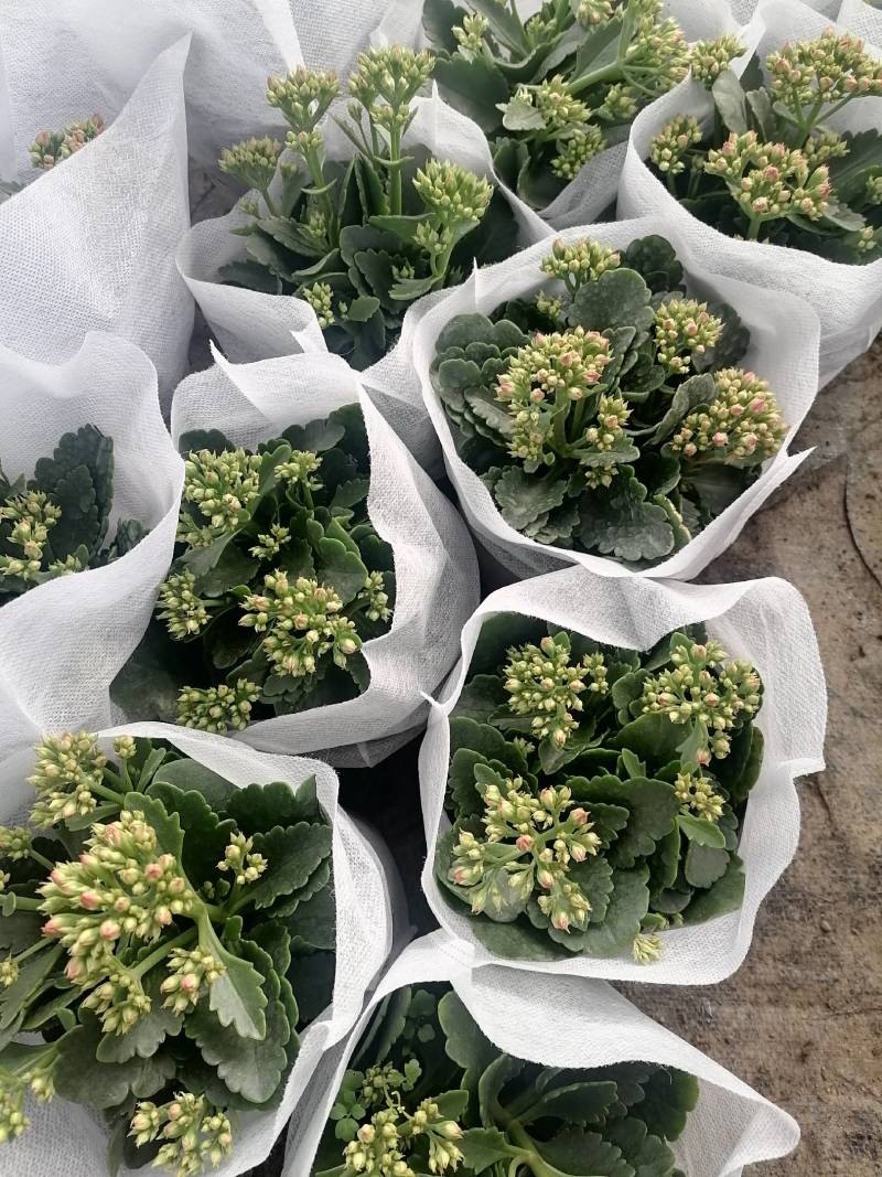 芹叶牡丹，花毛茛春季盆栽花卉花期长好管理