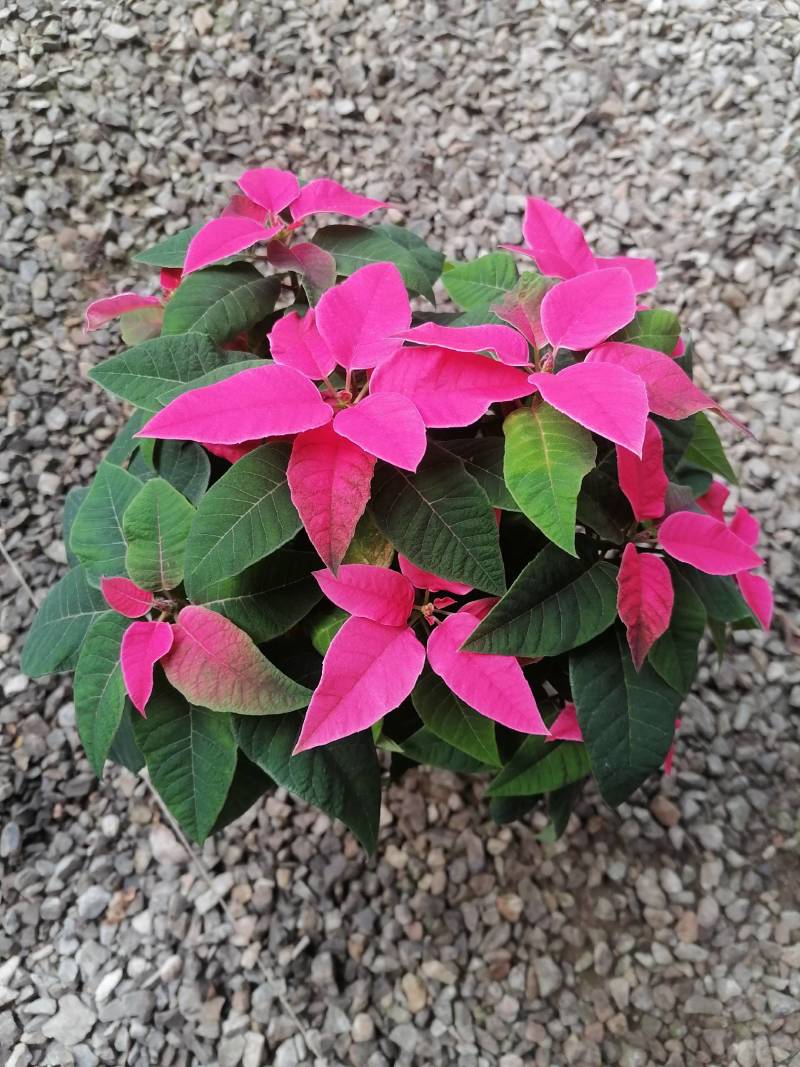芹叶牡丹，花毛茛春季盆栽花卉花期长好管理
