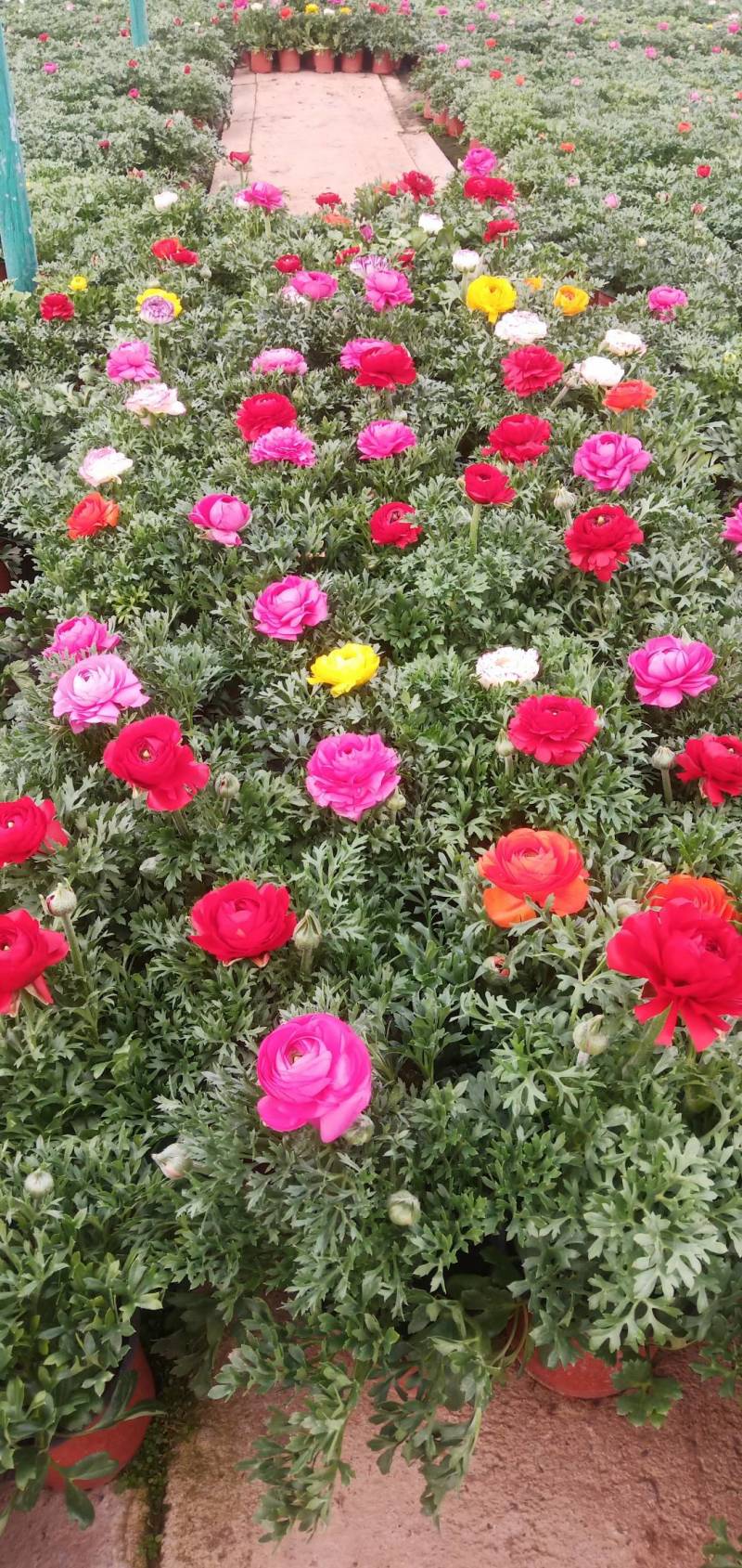 芹叶牡丹，花毛茛春季盆栽花卉花期长好管理