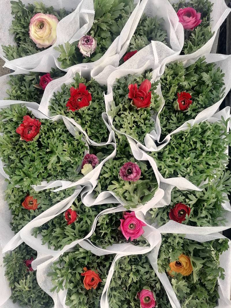 芹叶牡丹，花毛茛春季盆栽花卉花期长好管理