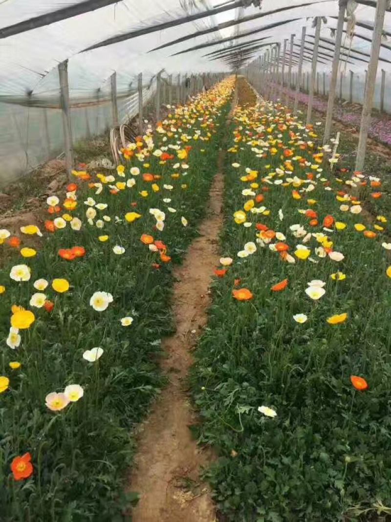 冰岛虞美人，基地直销，常年供应各种绿化苗木