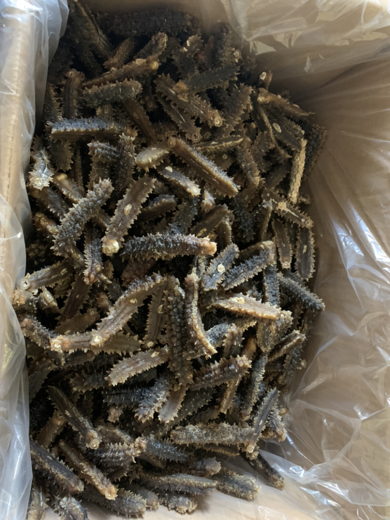 印尼原色手工刺王参肉厚电商专供货（欢迎有实力老板详谈）