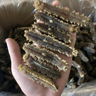 印尼原色手工刺王参肉厚电商专供货（欢迎有实力老板详谈）