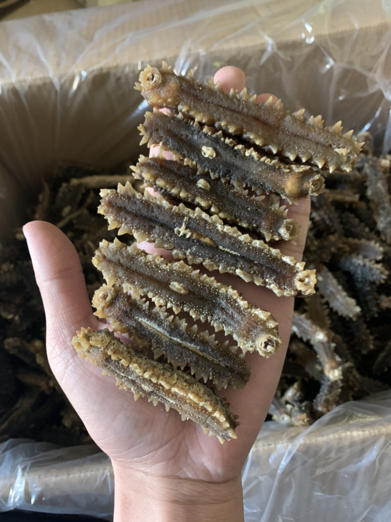印尼原色手工刺王参肉厚电商专供货（欢迎有实力老板详谈）