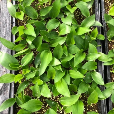 白花天堂鸟苗盆栽花卉室内观叶植物鹤望兰小苗