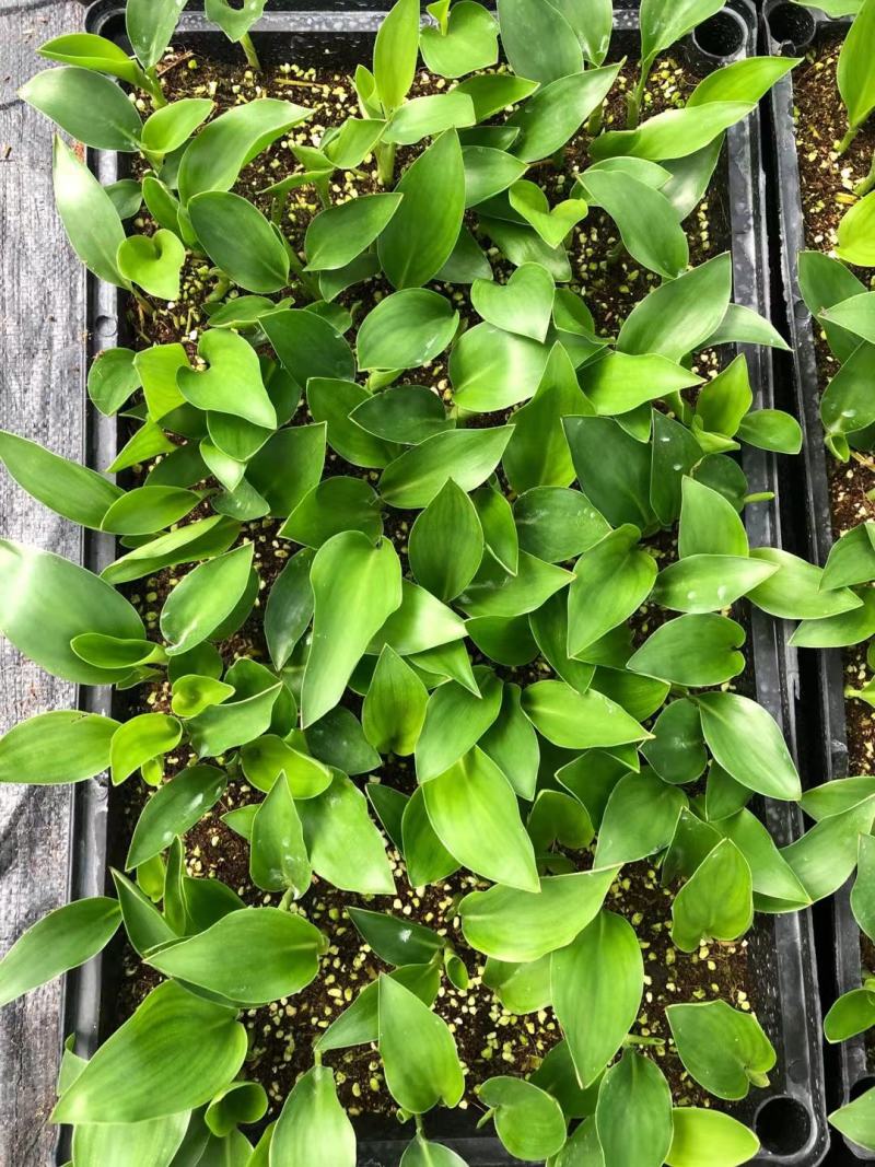 白花天堂鸟苗盆栽花卉室内观叶植物鹤望兰小苗