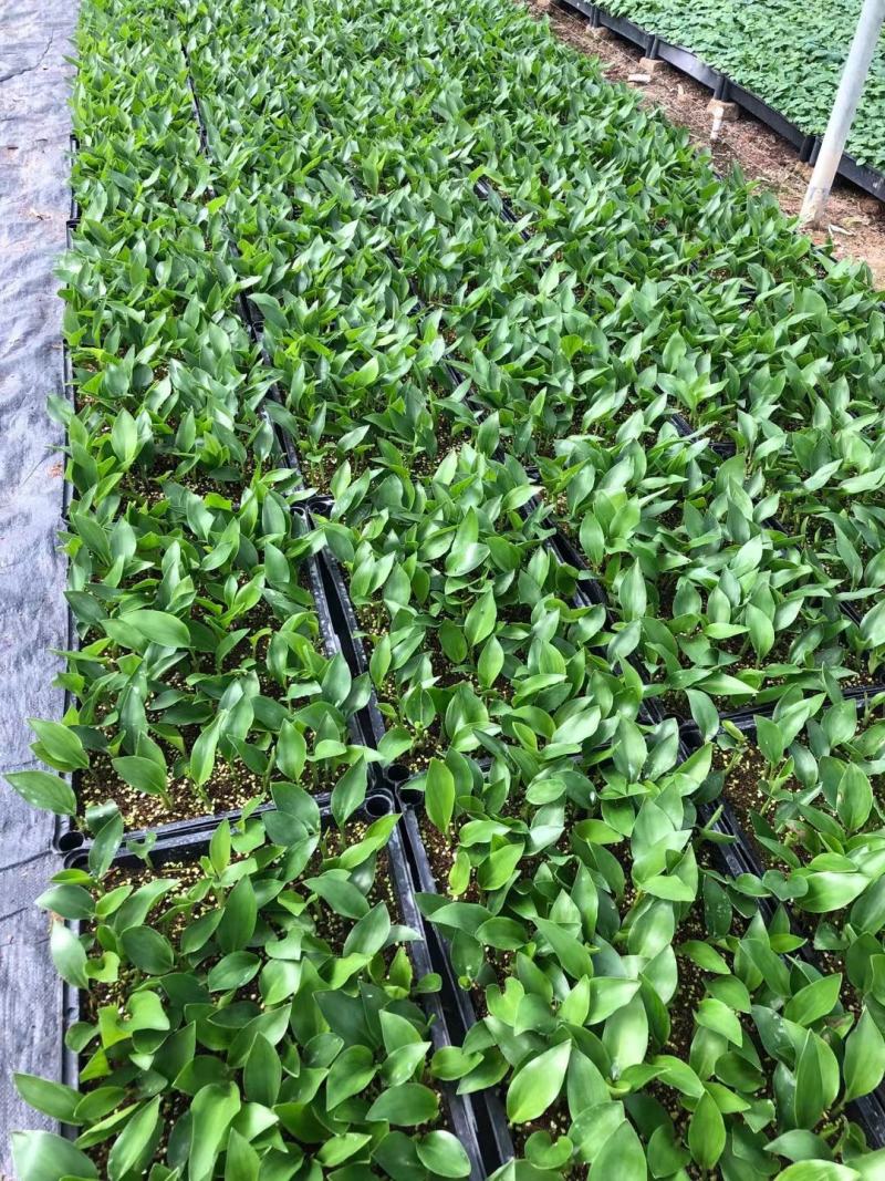 白花天堂鸟苗盆栽花卉室内观叶植物鹤望兰小苗