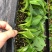 白花天堂鸟苗盆栽花卉室内观叶植物鹤望兰小苗