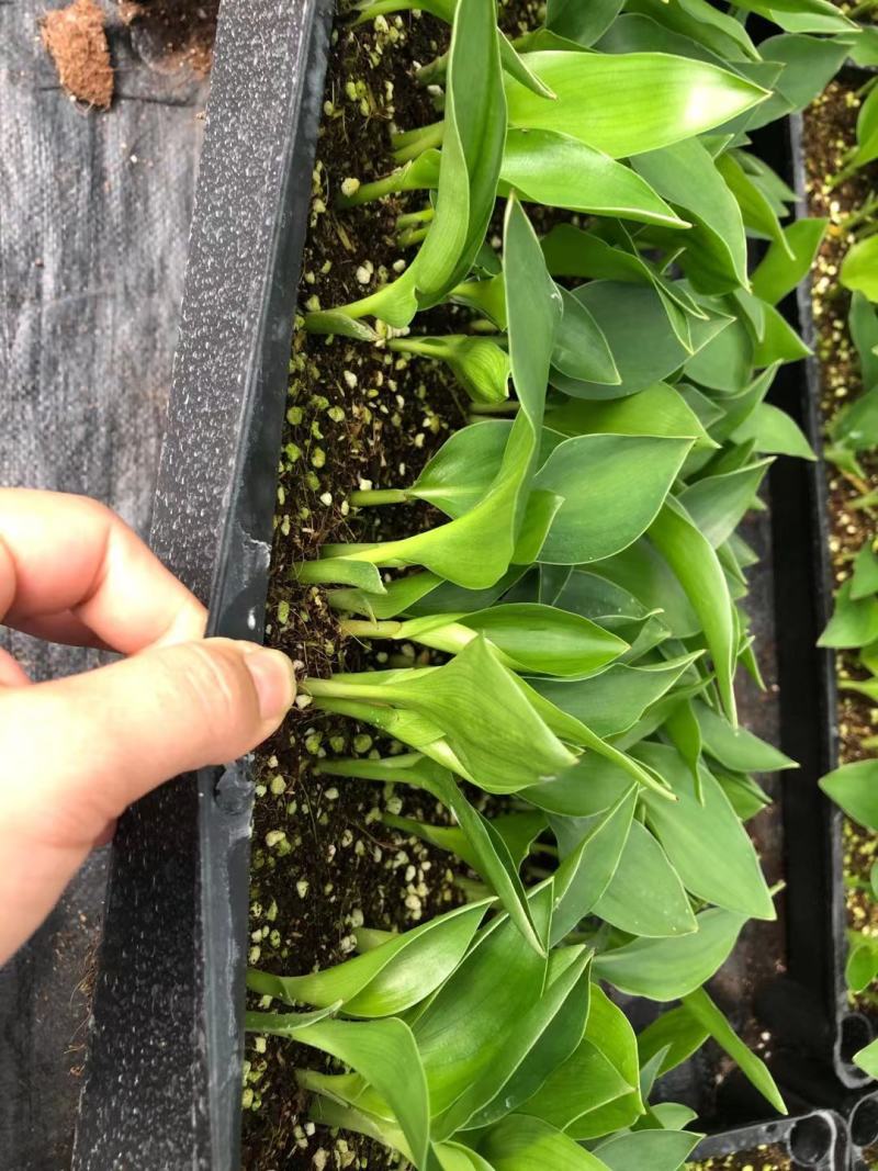 白花天堂鸟苗盆栽花卉室内观叶植物鹤望兰小苗