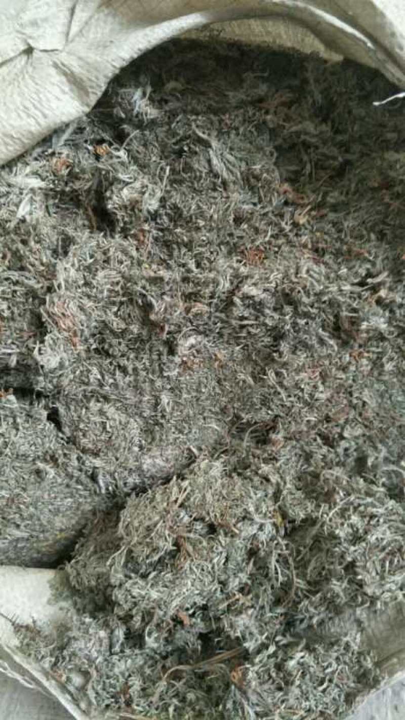 茵陈切片陈货出售，货干无杂志，可兽用，另出售鲜茵陈