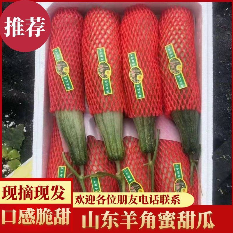 山东羊角蜜甜瓜口感脆甜量大微商电商可供