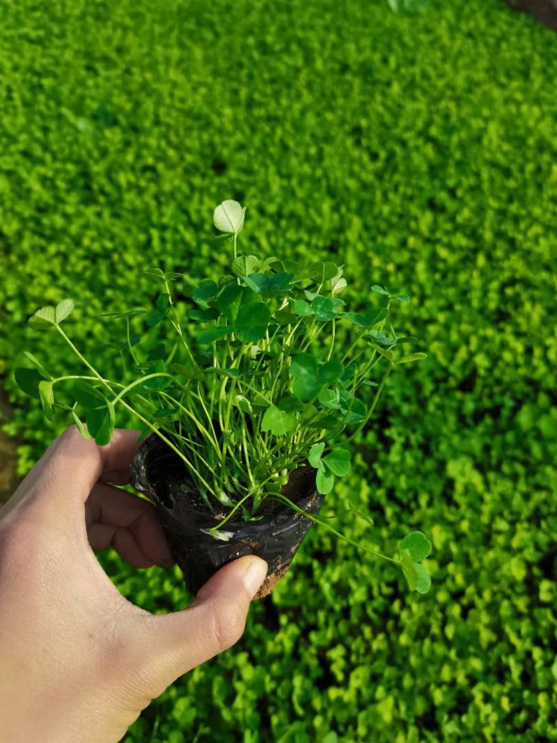 白三叶，基地直销，常年销售各种绿化苗木。