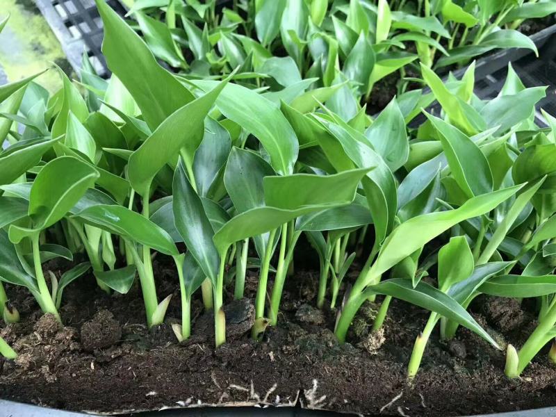 白花天堂鸟苗盆栽花卉室内观叶植物鹤望兰小苗