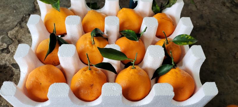 供应蒲江无冻害耙耙柑大果8斤装50元/件甜入口化渣
