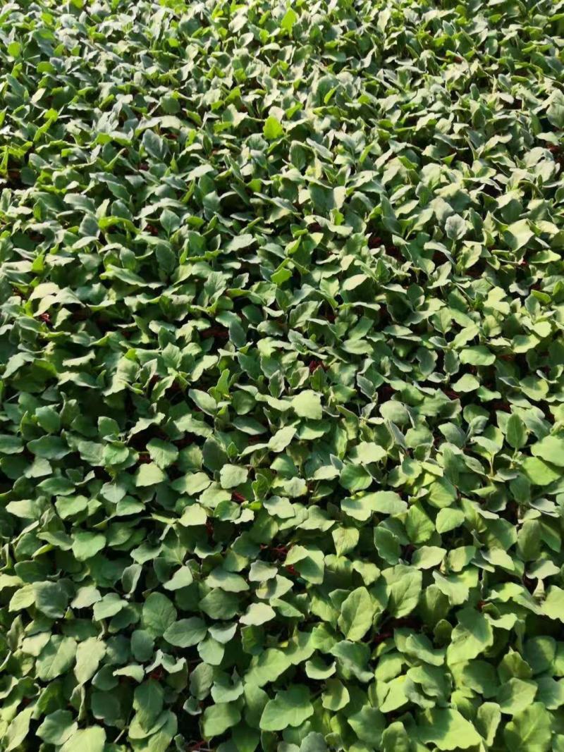 线茄苗杭茄先锋长茄浙茄品种种苗供应嫁接苗直播苗