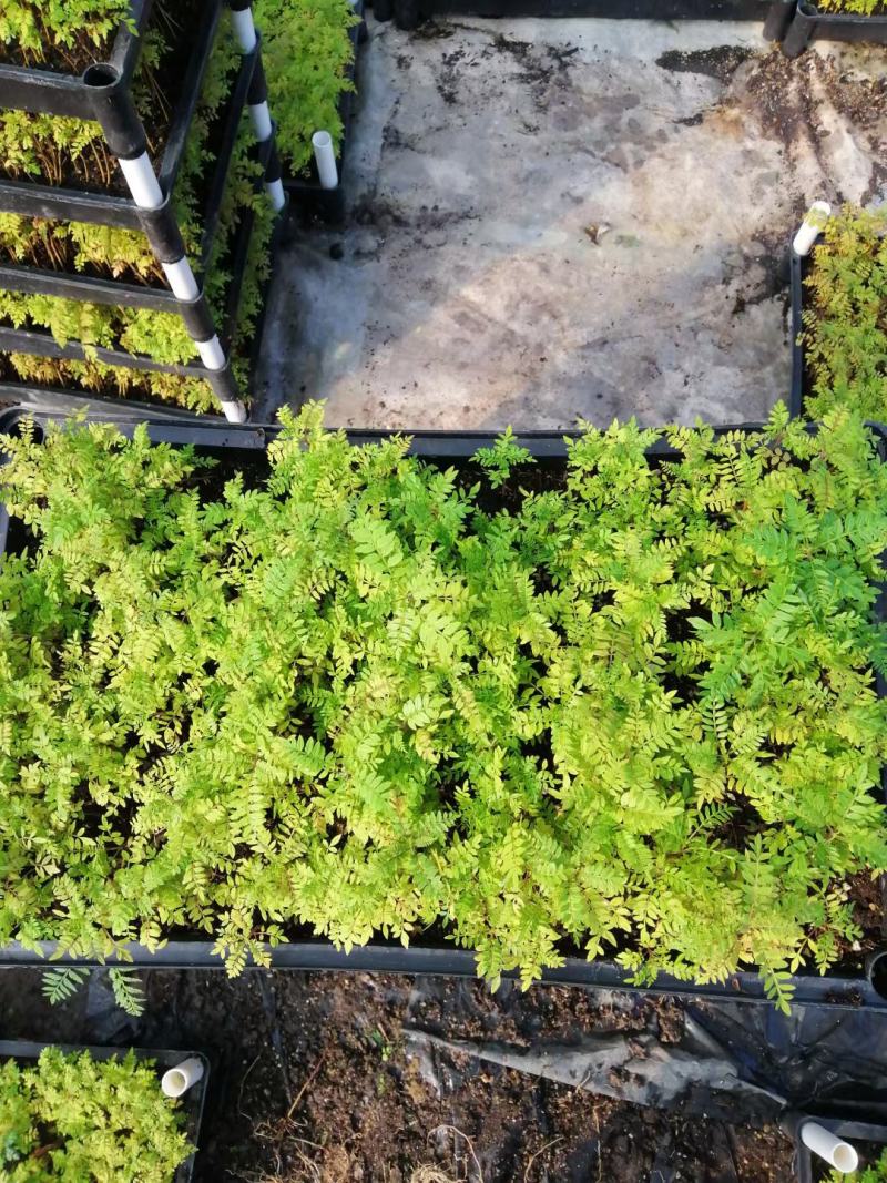 蓝花楹苗庭院盆栽开花植物园林绿化苗木蓝花楹小芽苗