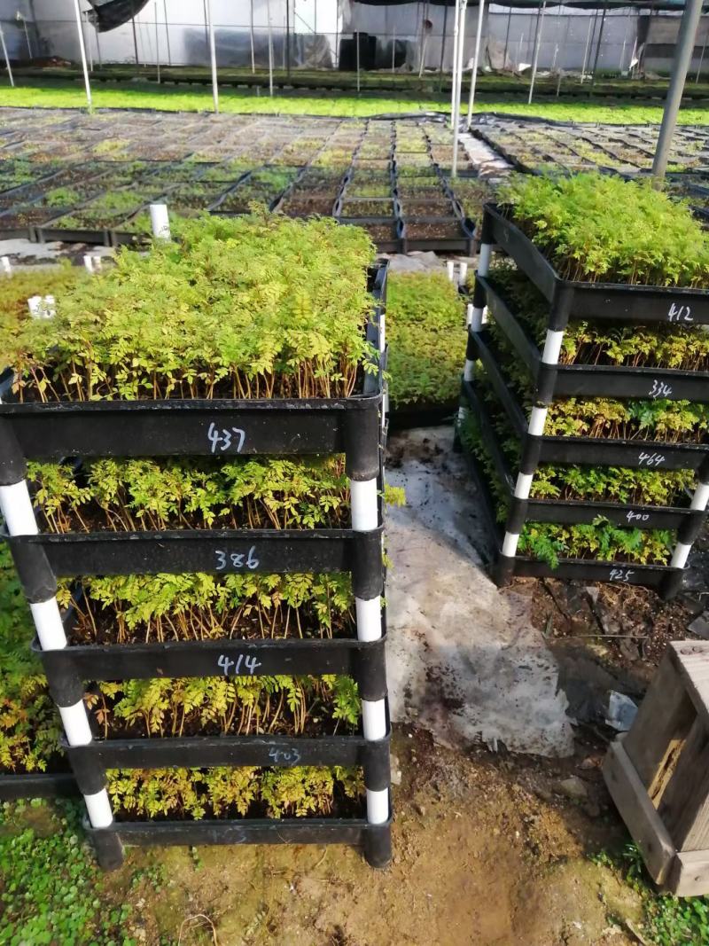 蓝花楹苗庭院盆栽开花植物园林绿化苗木蓝花楹小芽苗