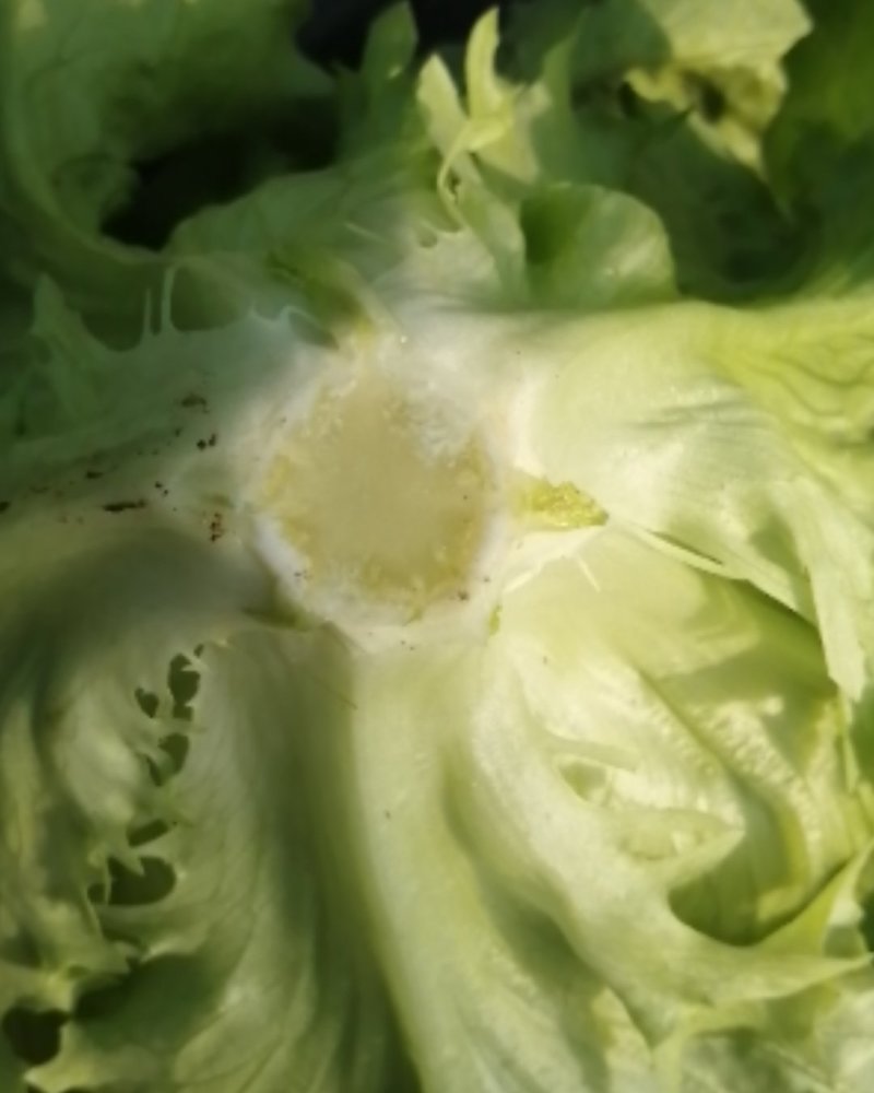 专业种生菜，上品有保证