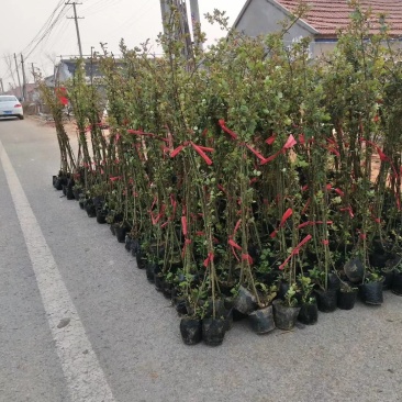 蔷薇大花蔷薇基地直销常年销售各种绿化苗