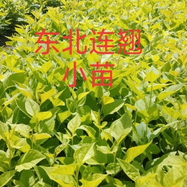连翘苗东北连翘小苗，东北连翘工程苗，东北连翘二年苗