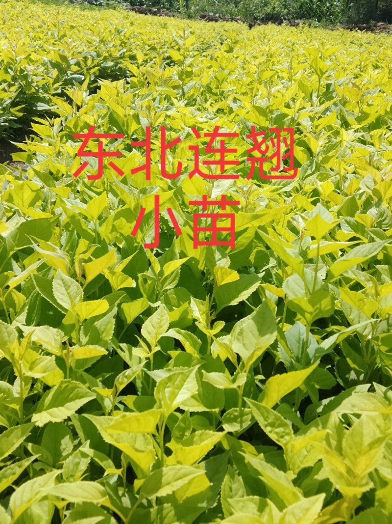 连翘苗东北连翘小苗，东北连翘工程苗，东北连翘二年苗