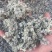 密蒙花，正品野生蒙花质量保证，经营各种中药材欢迎咨询合作