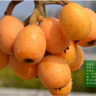 现货精品漳州云霄县早钟枇杷开春第一果