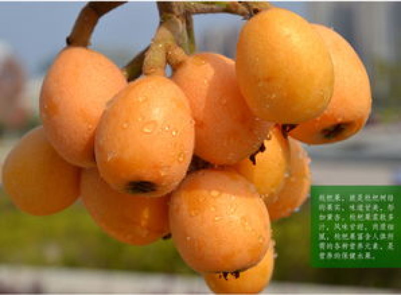 现货精品漳州云霄县早钟枇杷开春第一果