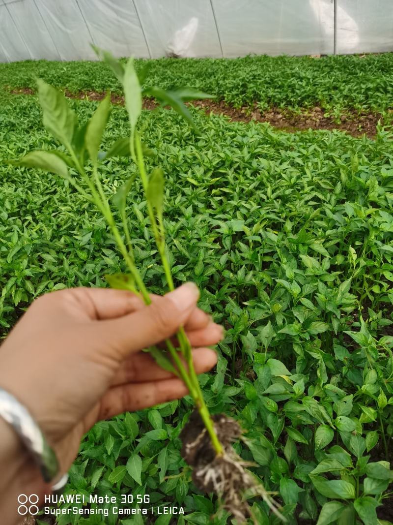 辣椒苗，二荆条辣椒苗，海椒种苗，小米辣，各种辣椒苗。