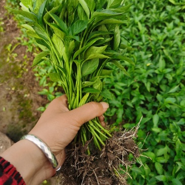 辣椒苗，二荆条辣椒苗，海椒种苗，小米辣，各种辣椒苗。