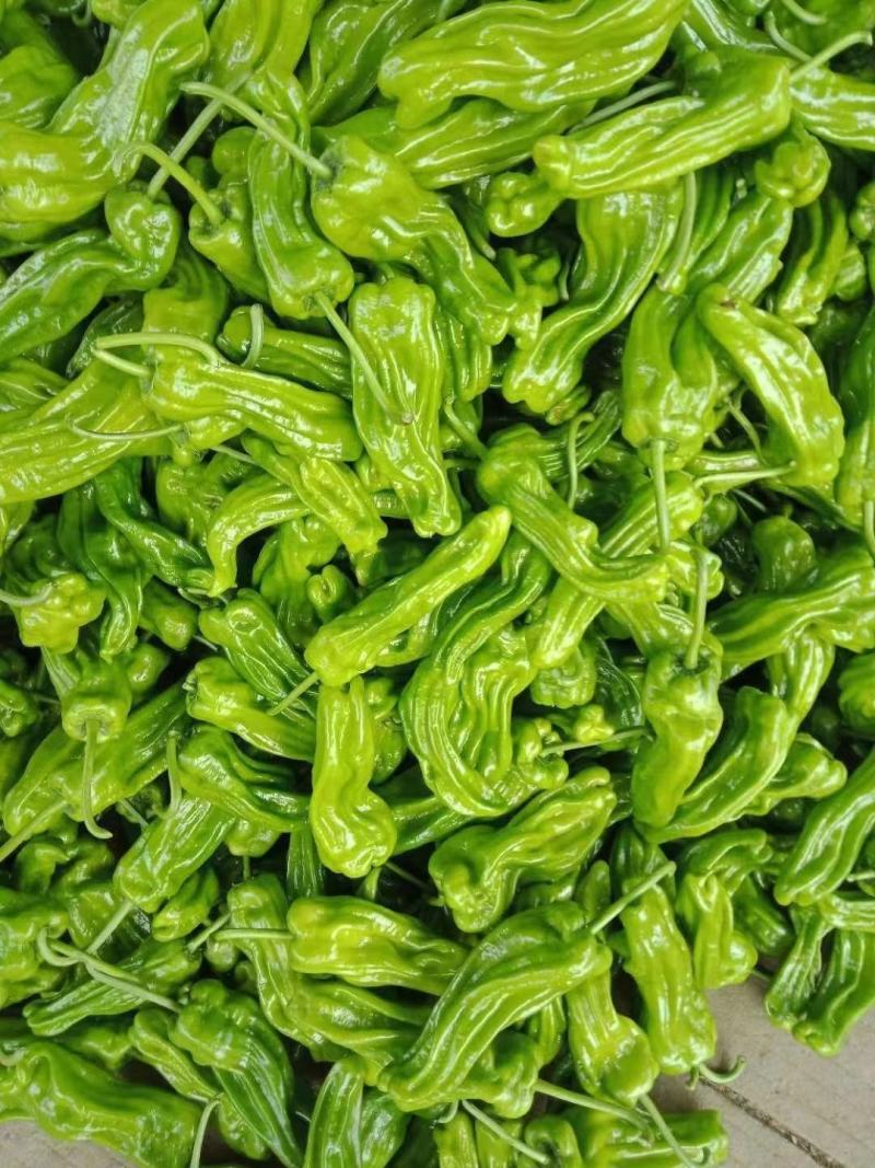 【产地直发】薄皮辣椒，芜湖椒，五号辣椒质量好，