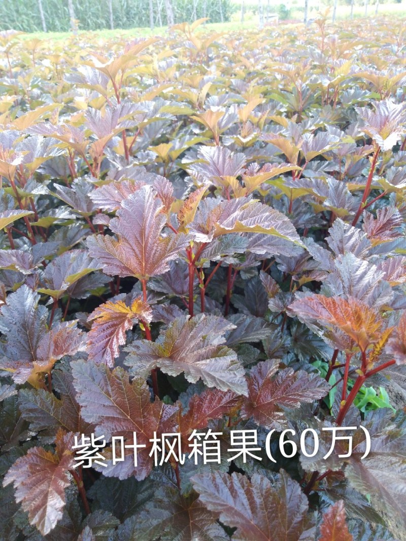 紫叶枫箱果小苗，金叶枫箱果小苗，金叶、紫叶枫箱果工程苗