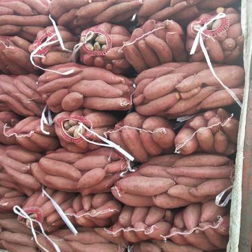 山东夏津县地瓜批发市场大量出售济薯26红薯量大从优