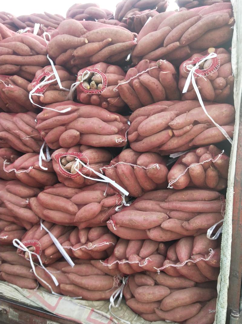 山东夏津县地瓜批发市场大量出售济薯26红薯量大从优