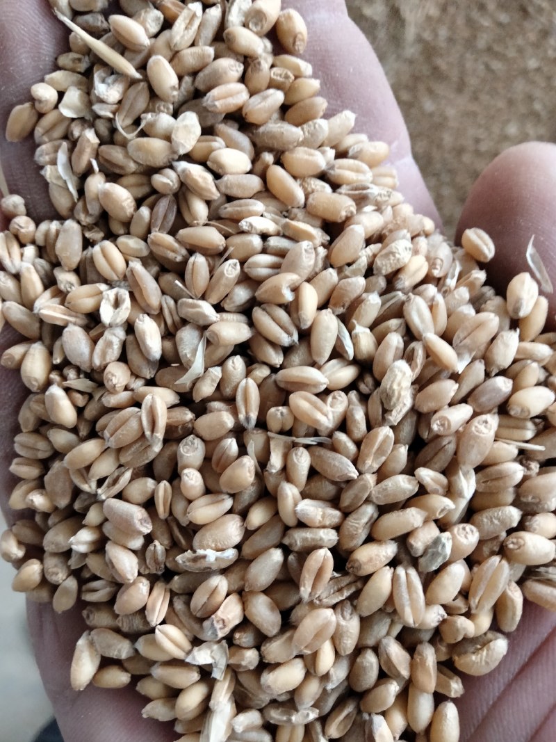 17年小麦欢迎你订购