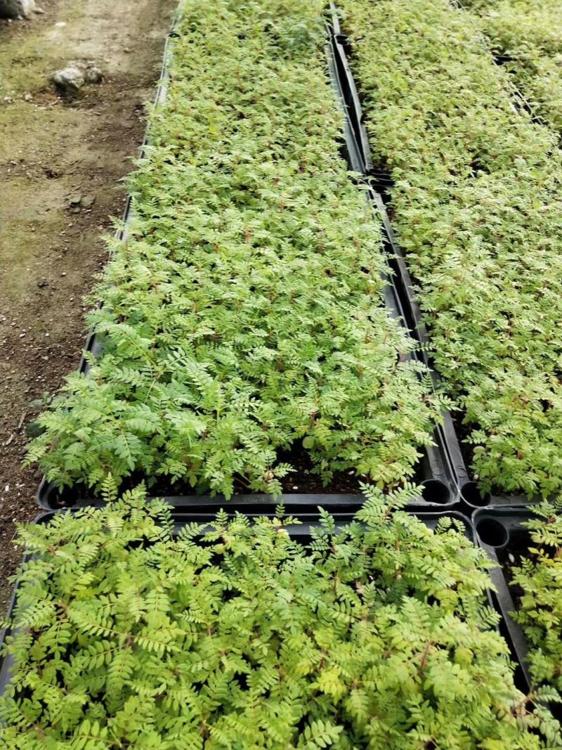 蓝花楹苗庭院盆栽开花植物园林绿化苗木蓝花楹小芽苗