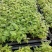 蓝花楹苗庭院盆栽开花植物园林绿化苗木蓝花楹小芽苗