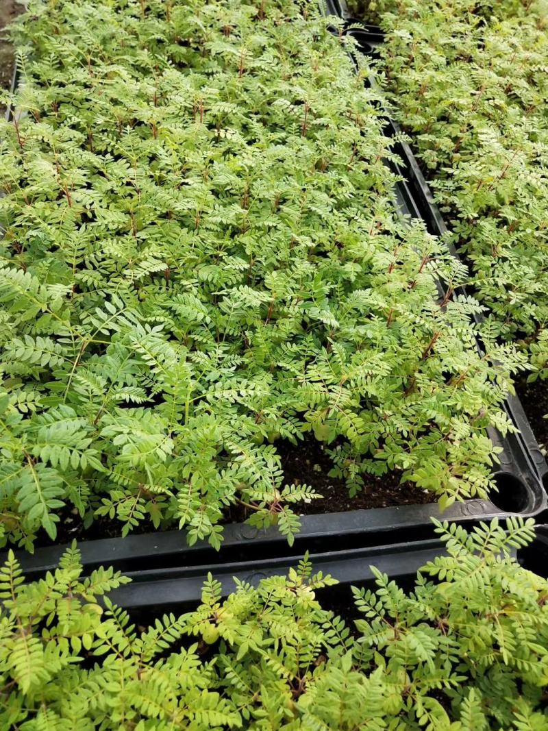 蓝花楹苗庭院盆栽开花植物园林绿化苗木蓝花楹小芽苗