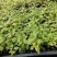 蓝花楹苗庭院盆栽开花植物园林绿化苗木蓝花楹小芽苗