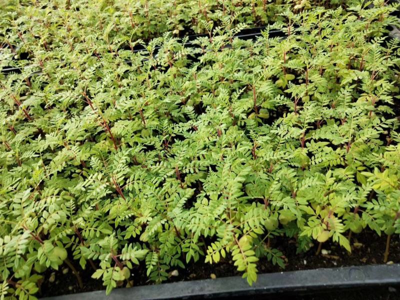 蓝花楹苗庭院盆栽开花植物园林绿化苗木蓝花楹小芽苗