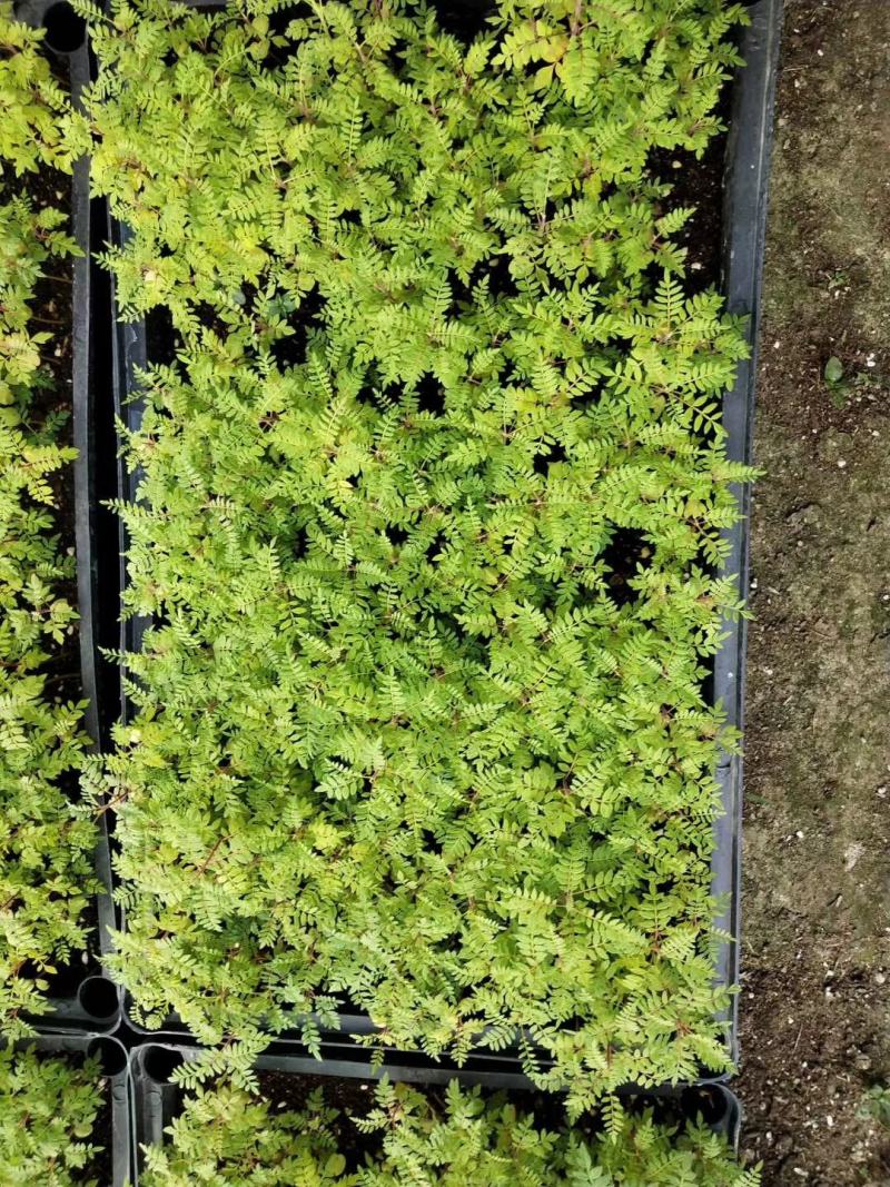 蓝花楹苗庭院盆栽开花植物园林绿化苗木蓝花楹小芽苗