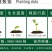 高端黄秋葵种子高产油亮绿长约12厘米左右