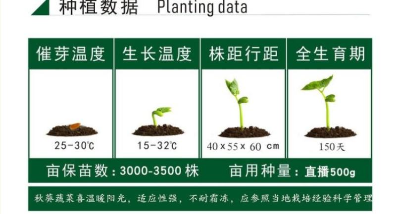 高端黄秋葵种子高产油亮绿长约12厘米左右
