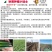高端黄秋葵种子高产油亮绿长约12厘米左右
